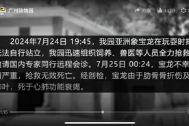 再见，广州动物园的大象宝龙！曾陪伴几代街坊成长图片