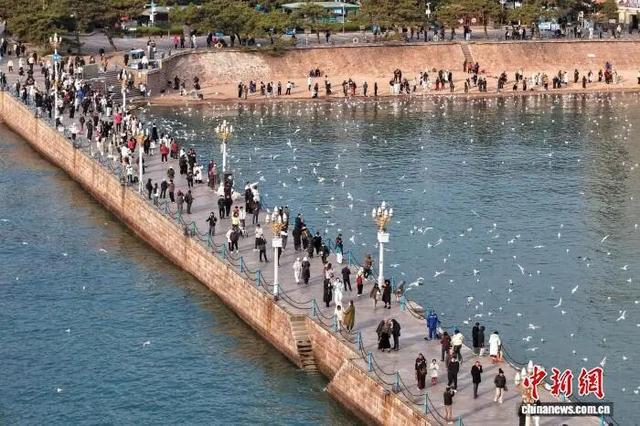 打卡青岛冬日“顶流”，海鸥衔来最生动的城市名片