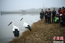 首届京津冀晋吉湿地生态观鸟节天津举办 15只被救助珍稀鸟类放归自然图片