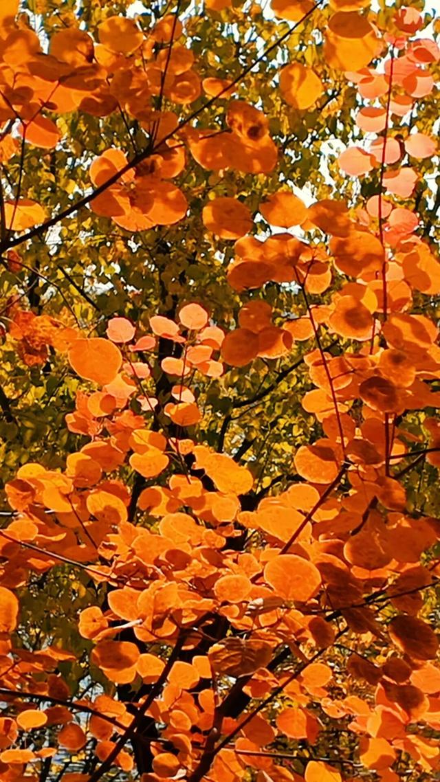 18公里步道免费开放！北京西五环边这个公园迎来最佳观赏期