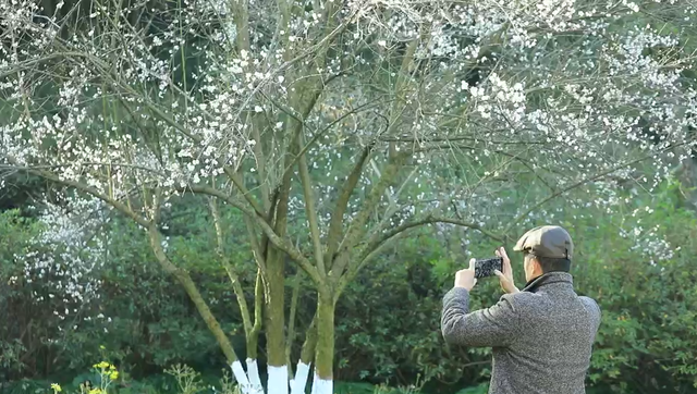 浙江冬日花海“提前营业” 赏花游激活文旅“小阳春”