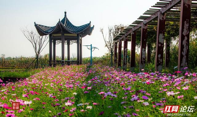 岁暖时刻丨慢享安乡珊珀湖时光：与候鸟相伴，遇见岁月静好