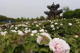 从赏花到花式“嗨玩”，今年菏泽牡丹节会放大招了！图片