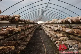 通道：香菇产业激活乡村振兴新“蘑”力图片