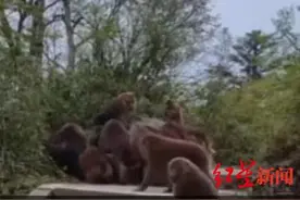 网传一只小狗在峨眉山遭猴群围攻 景区：不知小狗来源，按规定游客不能带宠物上山图片