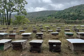 静宁果农王恩科：中蜂人工分蜂技术图片