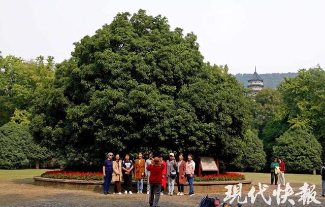 读城 | 南京，用地名暗送秋波