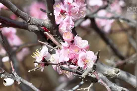 千城胜景｜内蒙古赤峰：万亩杏花迎风绽放图片