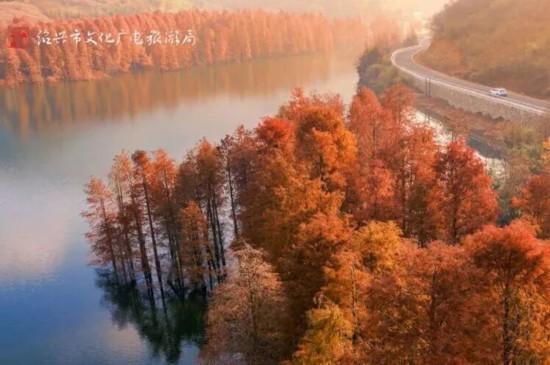 杉杉“红”了！长三角这些地方正上演视觉大秀