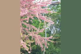 约起来！送你一份春日成都赏花地图图片