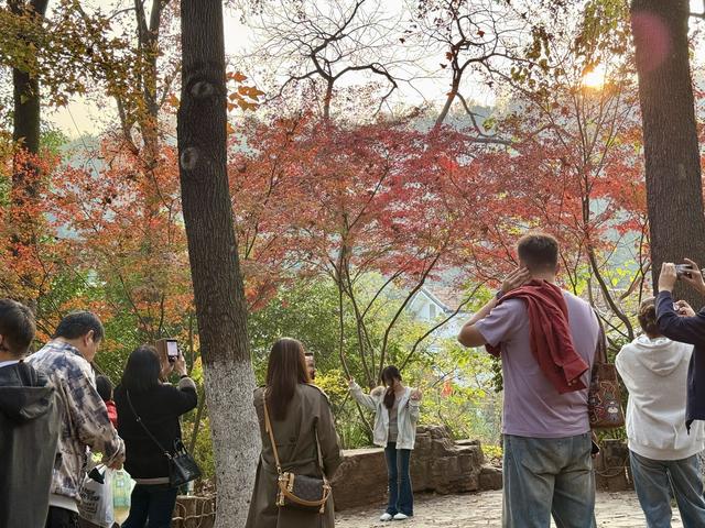 岳麓山枫叶进入最佳观赏期！层林尽染美如画