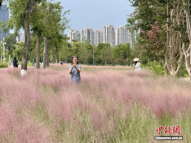成都玉石湿地公园粉黛乱子草初绽 如云似纱引游客