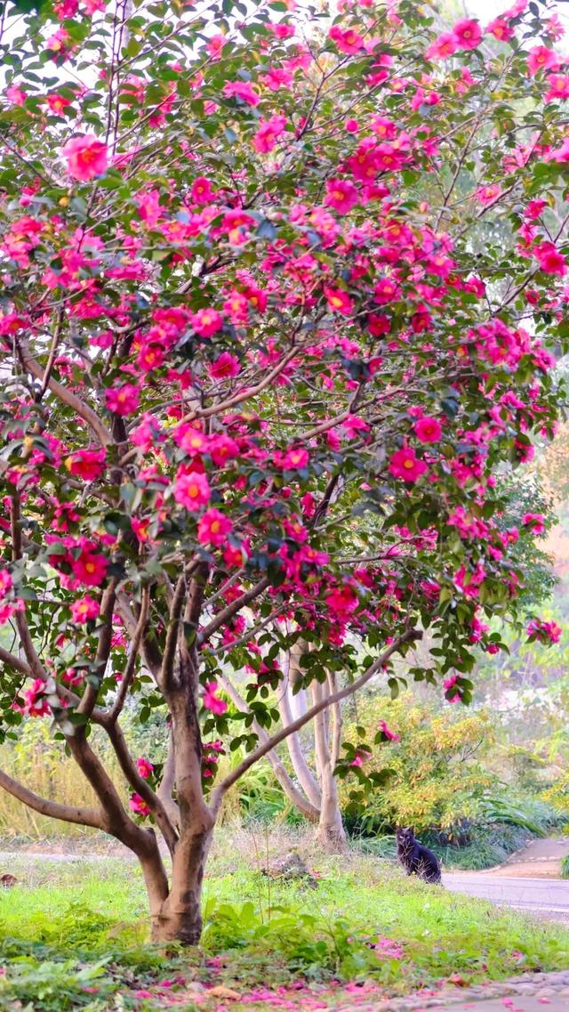 闭眼出片！武汉植物园茶梅进入最佳观赏期 这份浪漫攻略请收好