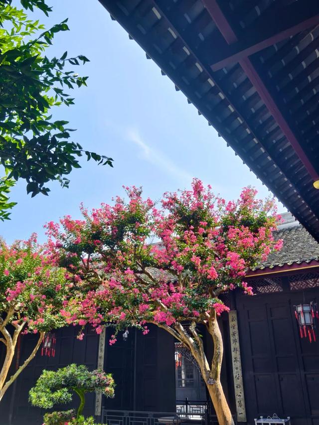 大邑这里紫薇花绽放，错过等一年