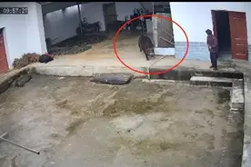 热闻|陕西岚皋一野猪冲进家中咬死老人？当地回应图片