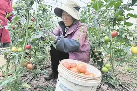 堵西村：西红柿丰收 映“红”致富路图片