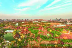 合肥南艳湖公园梅花谷3000株梅花盛开图片