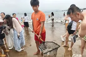 这个季节，青岛海边常出现！重要提醒：千万别碰图片