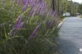 还绿于民 还景于城｜遂宁市安居区小小“口袋公园”装满民生大幸福图片