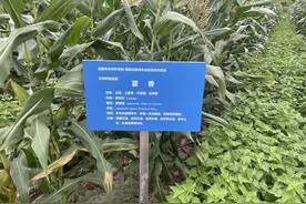 粮食底下好“乘凉” 17种特色资源实现“与粮共舞”图片