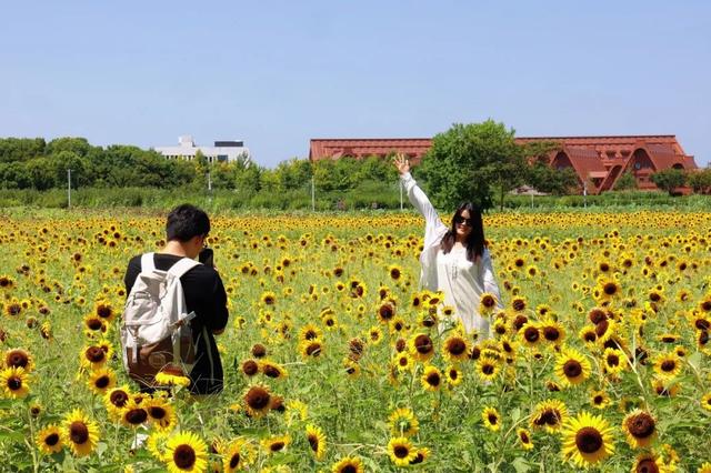 松江这片向日葵花海惊艳绽放！还能和考古地标同框→