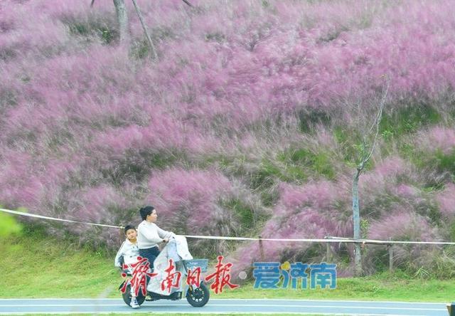 一年四季 泉在济南丨浪漫画卷秋色无边，龙鼎河“粉黛花海”引人入胜