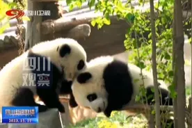 联播观察丨世界级！ 熊猫界最强科研平台落户四川图片