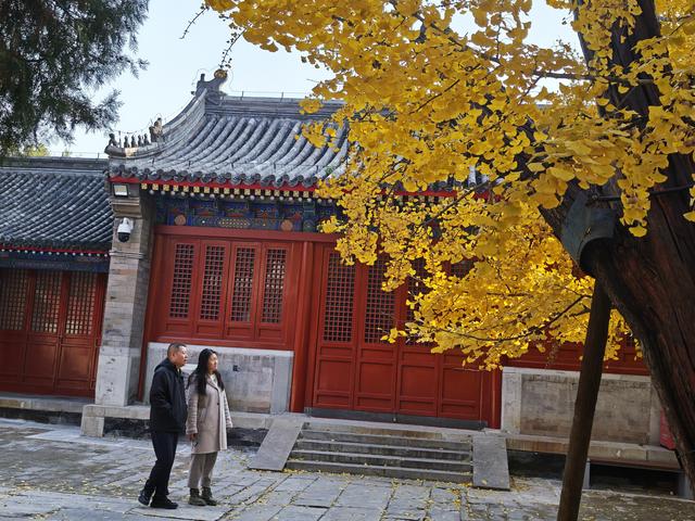 北京石景山承恩寺百年银杏进入最佳观赏期