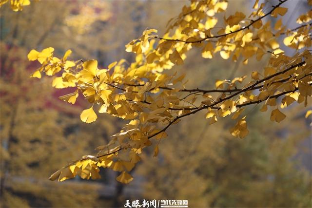 金色银杏与车流共舞,贵阳文昌南路上的“限定冬景”