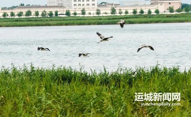 运城九大观鸟胜地邀你共赴冬日童话～