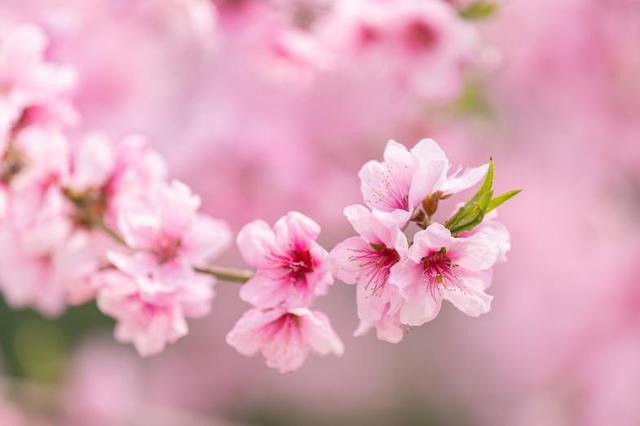 樱花桃花杏花……傻傻分不清？秒变识花高手，请点这里→