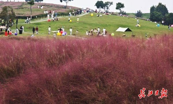 二妃山公园粉黛喊你来打卡