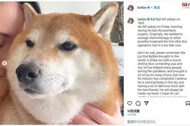 表情包小狗Cheems的原型去世，网友心碎图片