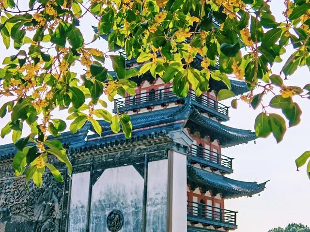 盼了好久的桂花，终于开了！