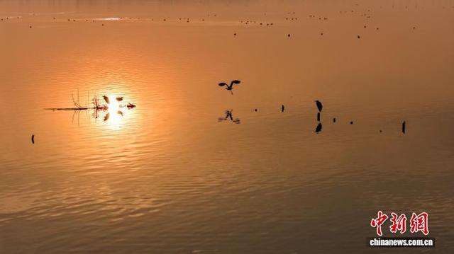 安徽沱湖：水鸟翔集景色美
