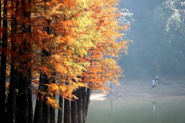 童话之约！义乌“小九寨”水杉林迎最佳观赏期，随手一拍就是壁纸