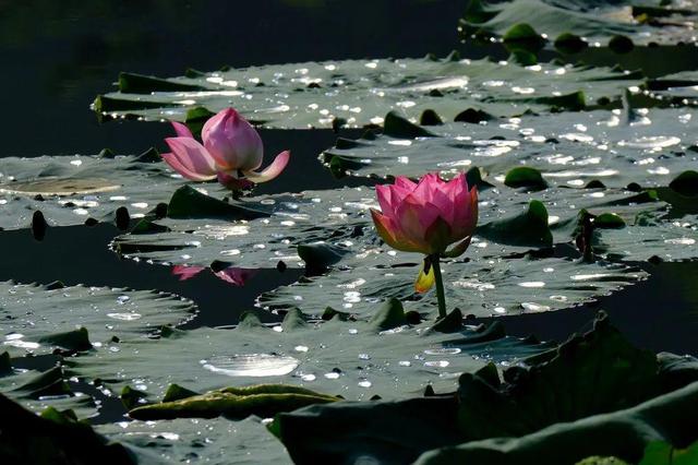 盛夏“荷”处去？三湘美景等你约……
