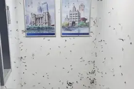 头皮发麻！重庆一高校及周围出现大量飞虫 知情人士回应图片