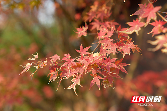 晴暖末班车！株洲神农湖彩叶美景别错过