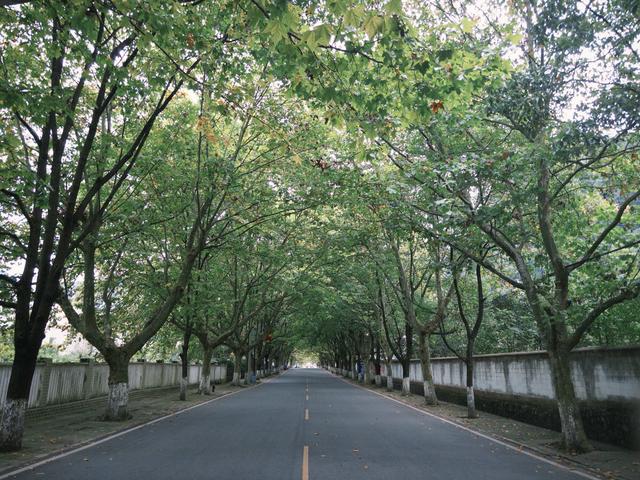 “群众大舞台·想唱你就来”歌唱比赛即将在马场镇梧桐大道激情开唱