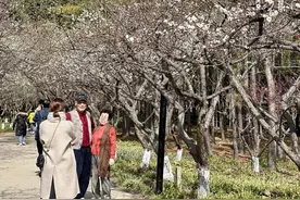世纪公园梅花渐入佳境，辰山植物园早樱也来报春！申城本周“乱花渐欲迷人眼”图片