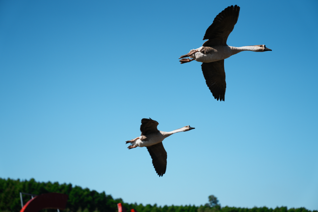 登高望远 敬老思亲 九九重阳 喜乐安康