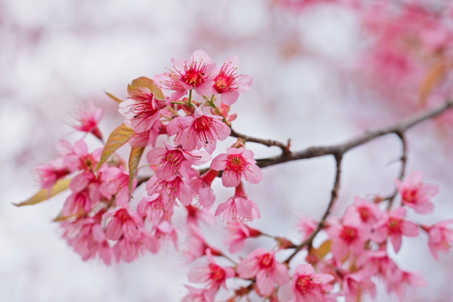粉樱缀溪谷！临翔赏樱正当时