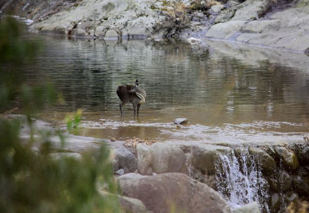 青睐绵阳 ‖ 小众彩林秘境！平武这条沟藏着最惊艳的秋天~