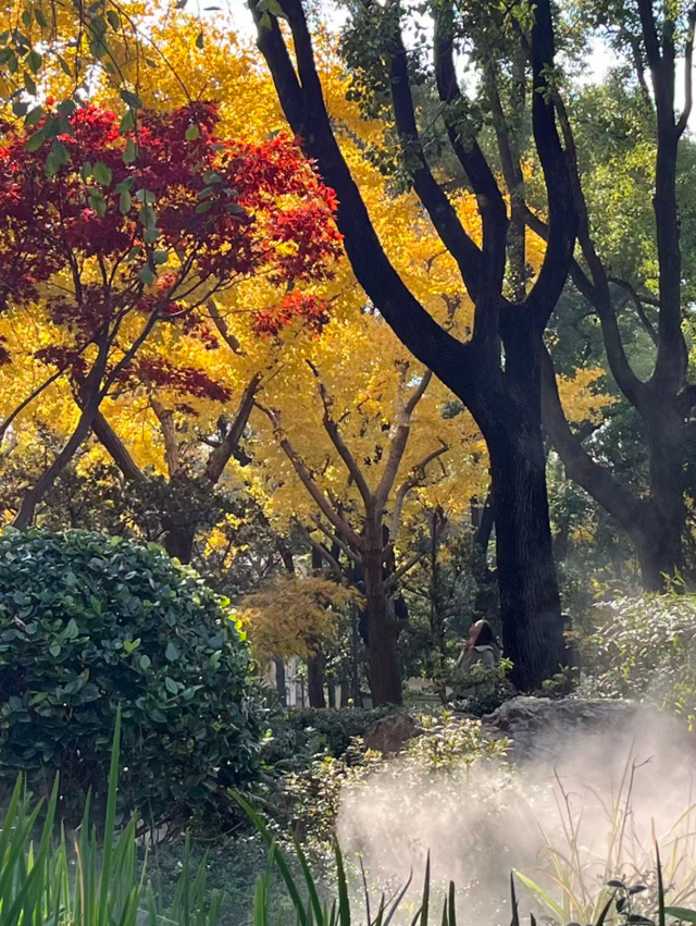 静安“银杏车站”迎来最美时刻！满眼的金色浪漫……（附全区银杏打卡点位）