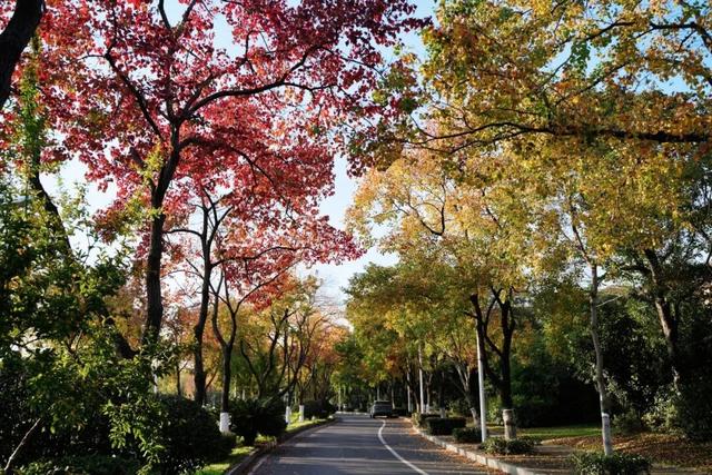 实况！武汉彩叶季来了，这些地方最出片