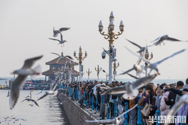 栈桥赏鸥已开始进入最佳观赏期！