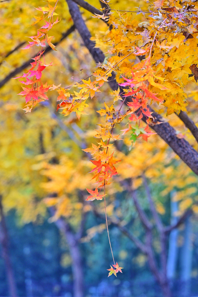 步步皆斑斓，解锁京城秋日诗意
