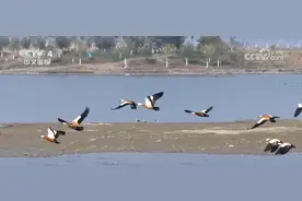 外国友人眼中的美丽中国：我用相机亲眼见证巢湖的变化图片