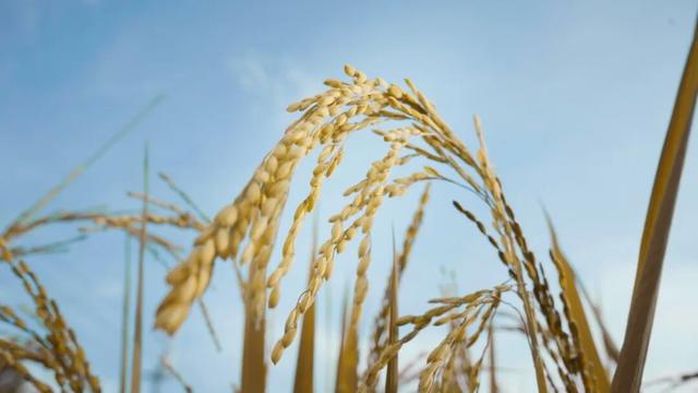 11月7日，邀你共赴秋日之约！